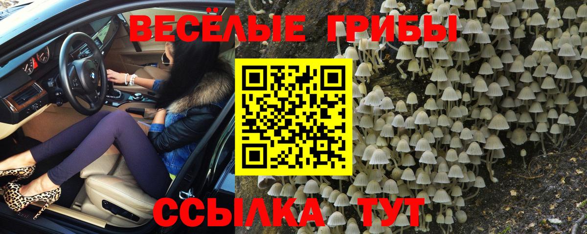 Псилоцибиновые грибы прущие грибы  Вход с VPN  купить наркотик  Галлюциногенные грибы Psilocybe  Димитровград 